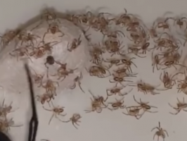 spiders on the wall need pest control spray for arachnids